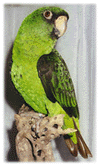 Jardy, a Greater Jardine's Parrot
